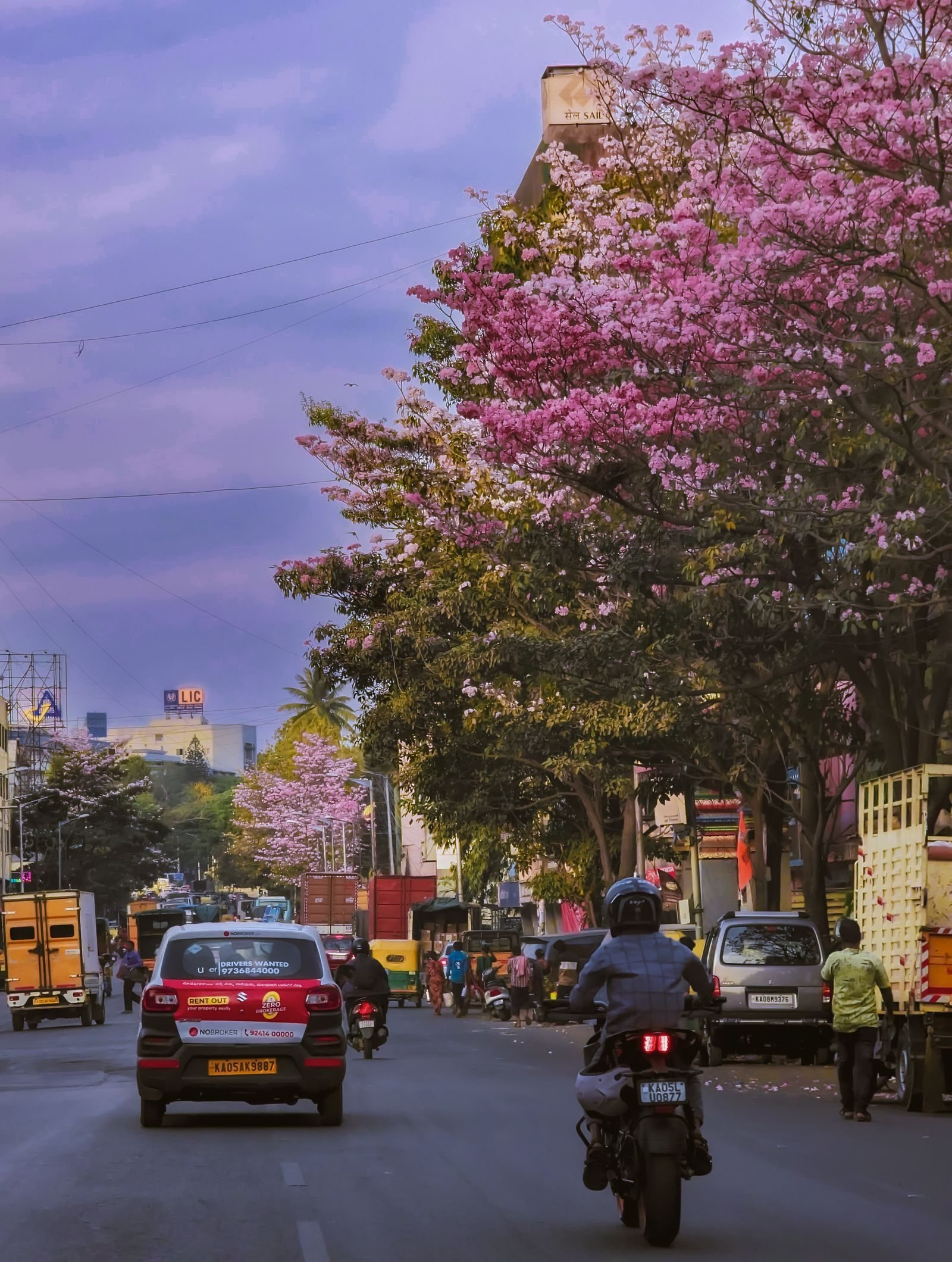 Bengaluru road with a tabebuia tree, cars and a bike